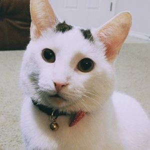 Meet my furry lil friend